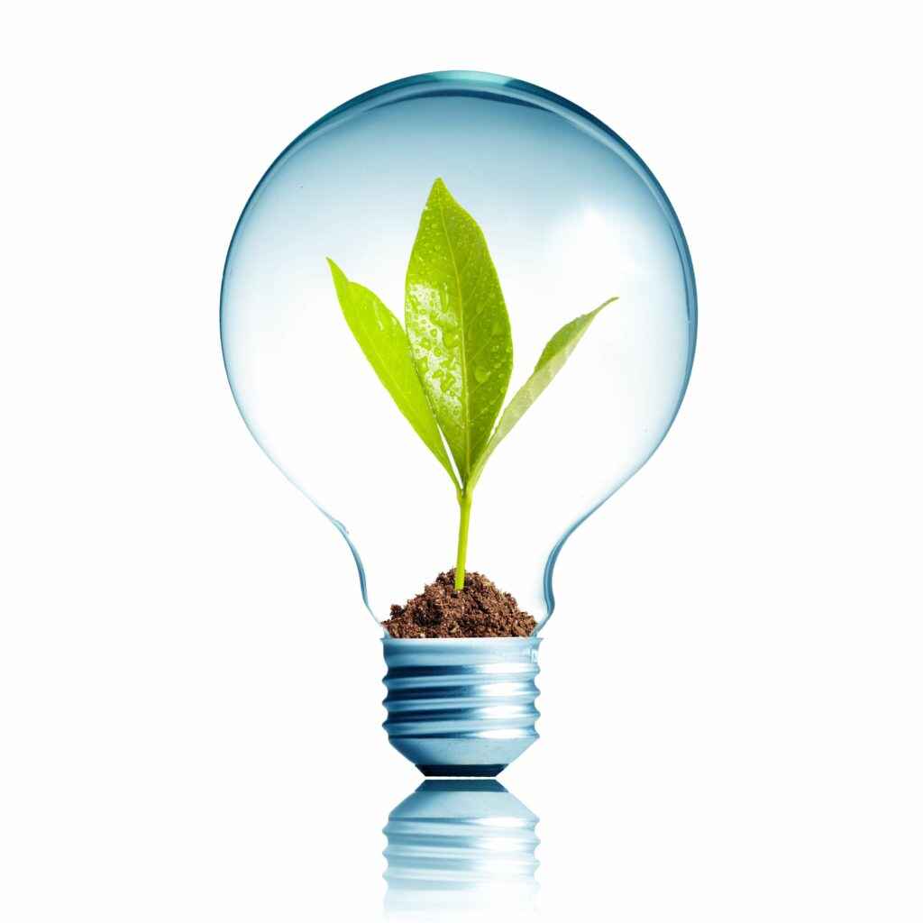 Lightbulb with a seedling inside