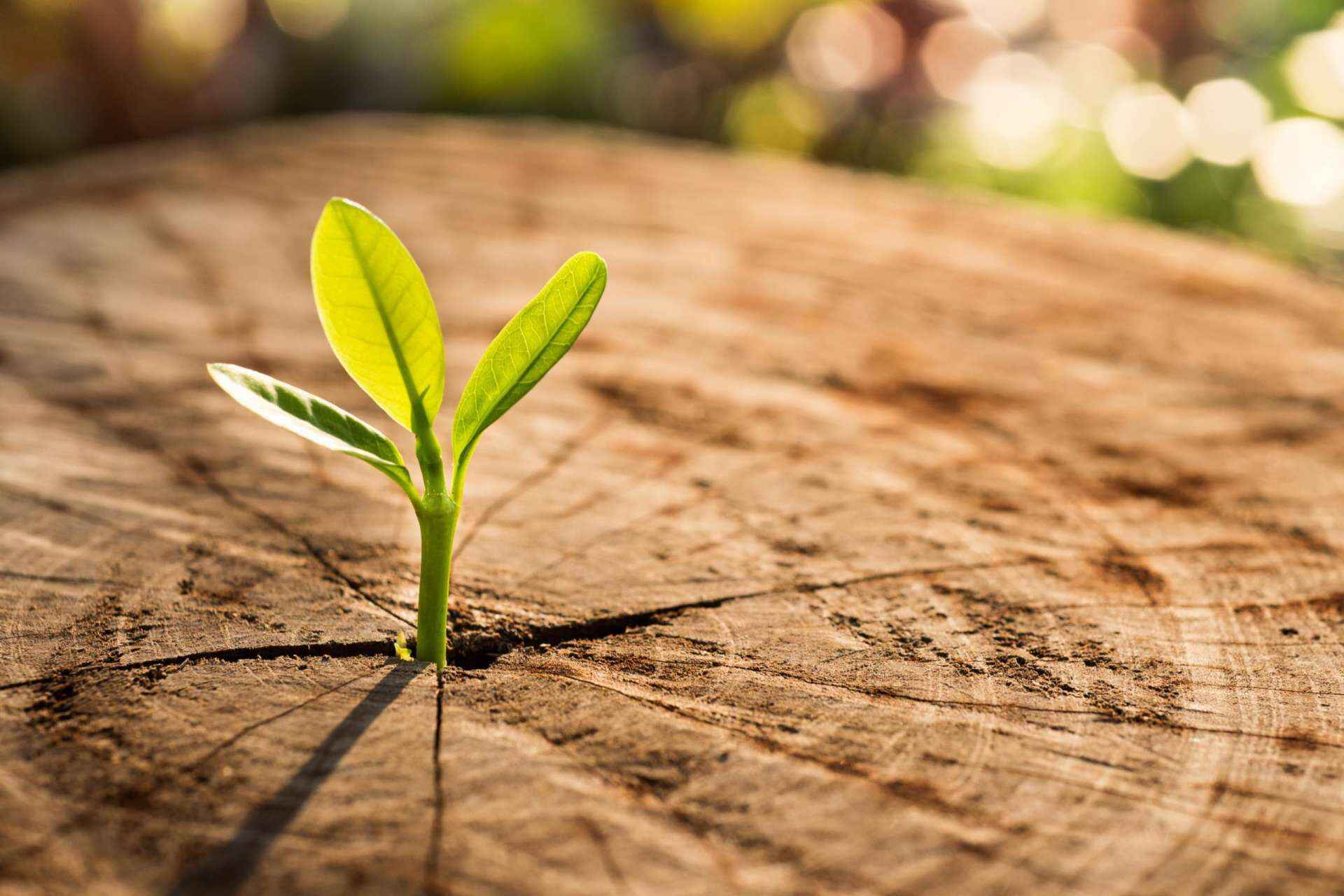 Seedling growing out of a stump