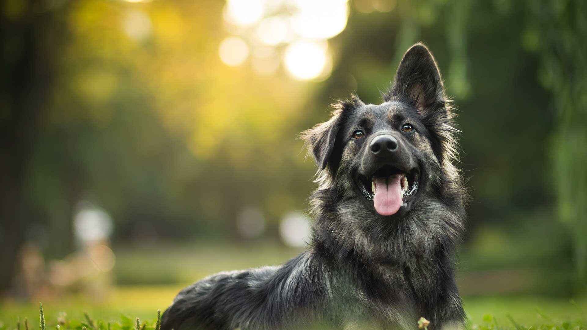 Dog laying in a park