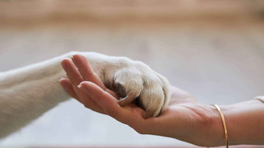 Hand holding an outstretched dog paw